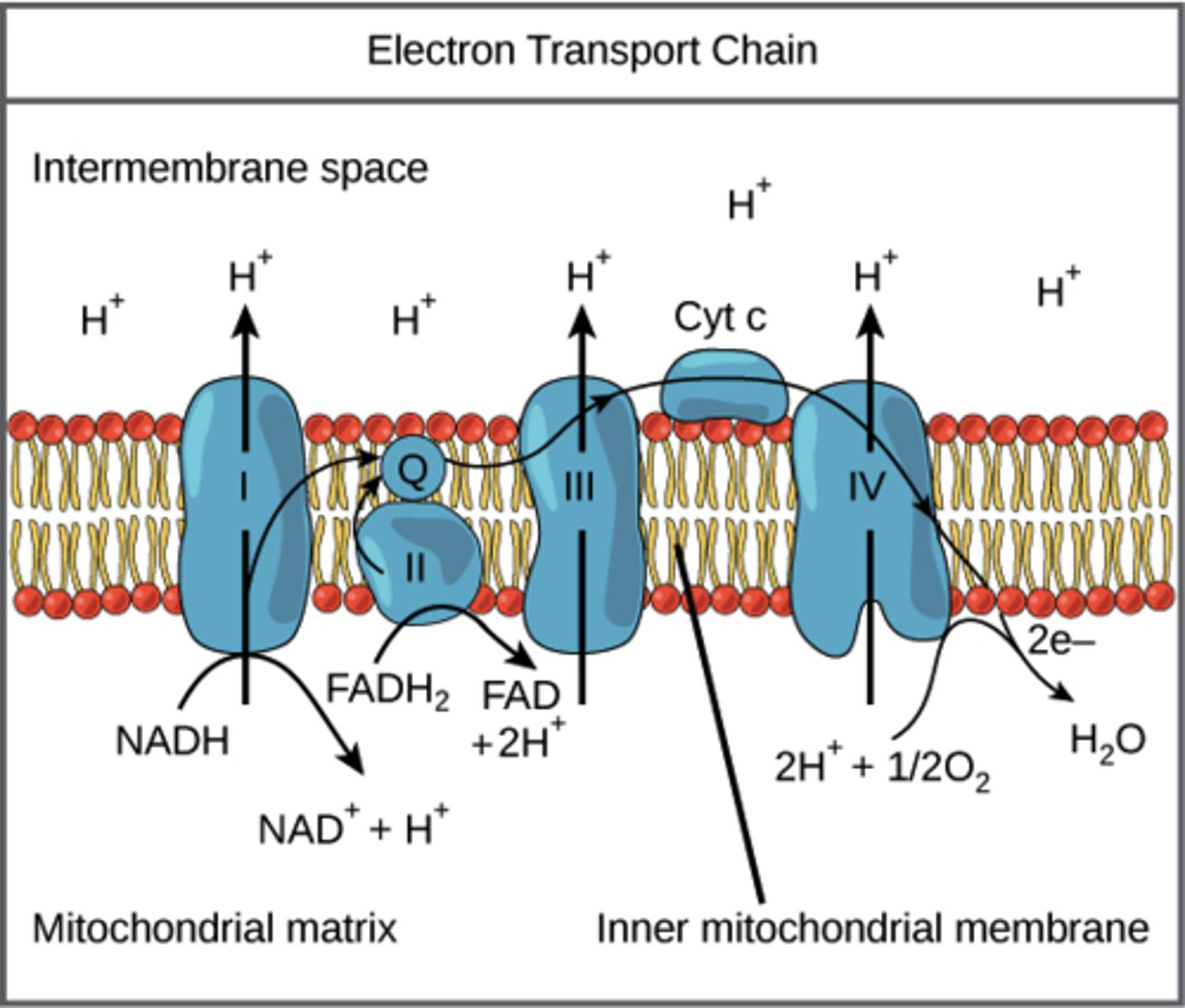<p>It is absolutely necessary to be able to do this for the MCAT. And because it is so challenging to memorize all of this point blank, we've created our Metabolic Pathways Mastery Course: https://mcatselfprep.com/course/andrews-metabolic-pathways-mastery-course/</p>