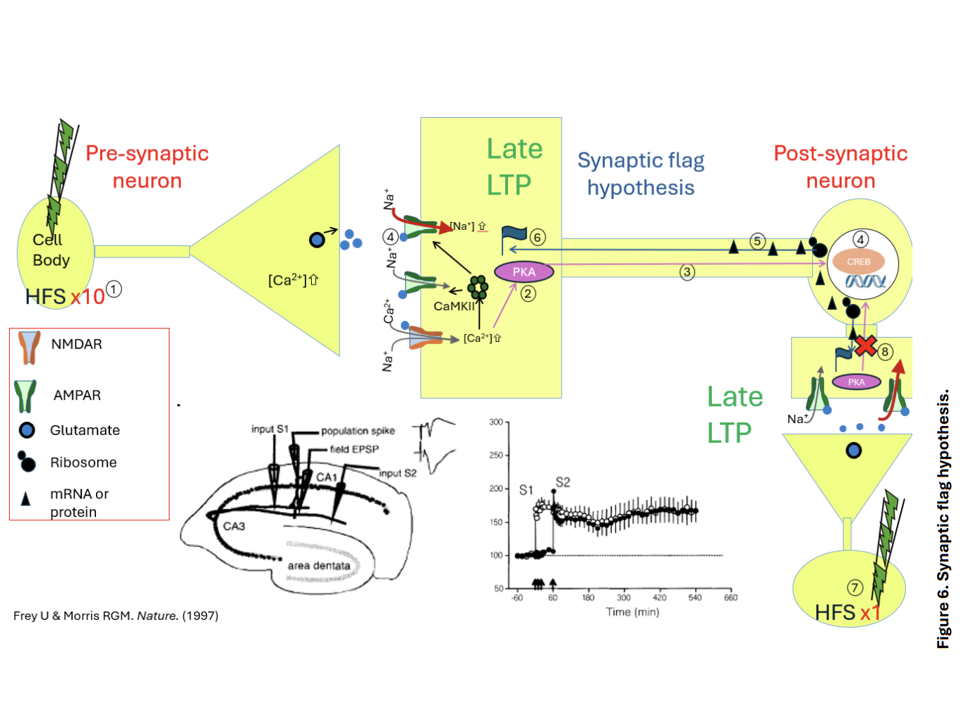 <ul><li><p>The flag was expressed by 1xHFS protocol&nbsp;<strong>but not→</strong>gene transcription</p></li></ul><p><em>however</em></p><ul><li><p>the new <strong>mRNA transcripts and proteins</strong> are provided by the<strong> first 10xHFS</strong>&nbsp;stimulated pathway</p></li><li><p>THEREFORE: as the second pathway has the flag available</p><ul><li><p>the mRNA transcripts and proteins can<strong> also translocate</strong>&nbsp;to tis dendrite&nbsp;</p></li><li><p>→ maintain the LTP to a<strong> later phase</strong></p></li></ul></li></ul><p></p>