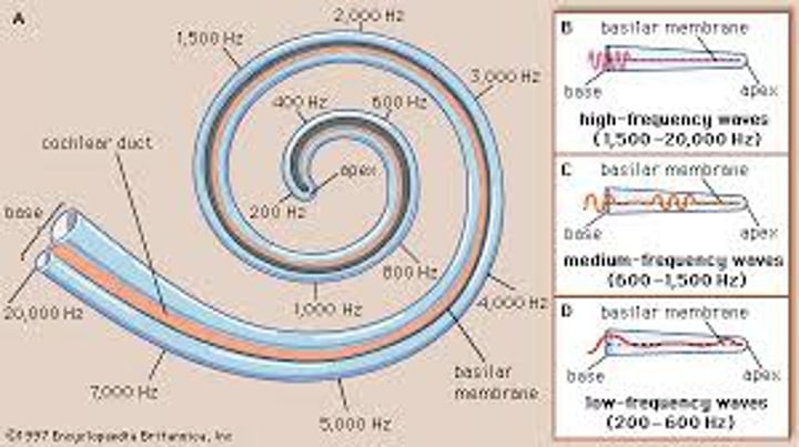 <p>in hearing, the theory that links the pitch we hear with the place where the cochlea's membrane is stimulated. (Myers Psychology for AP 2e p. 199)</p>