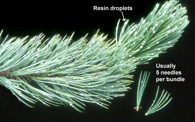 <p>bristlecone pine</p>