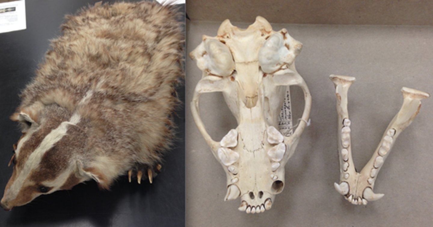 <p>Clade, order, and family?</p>