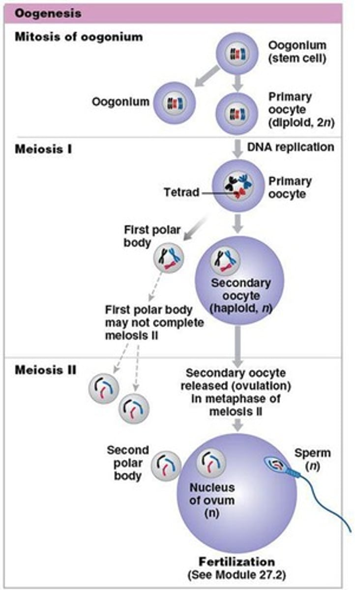 <p>Formation and development of the oocyte, begins before birth, accelerates at puberty, ends at menopause</p>