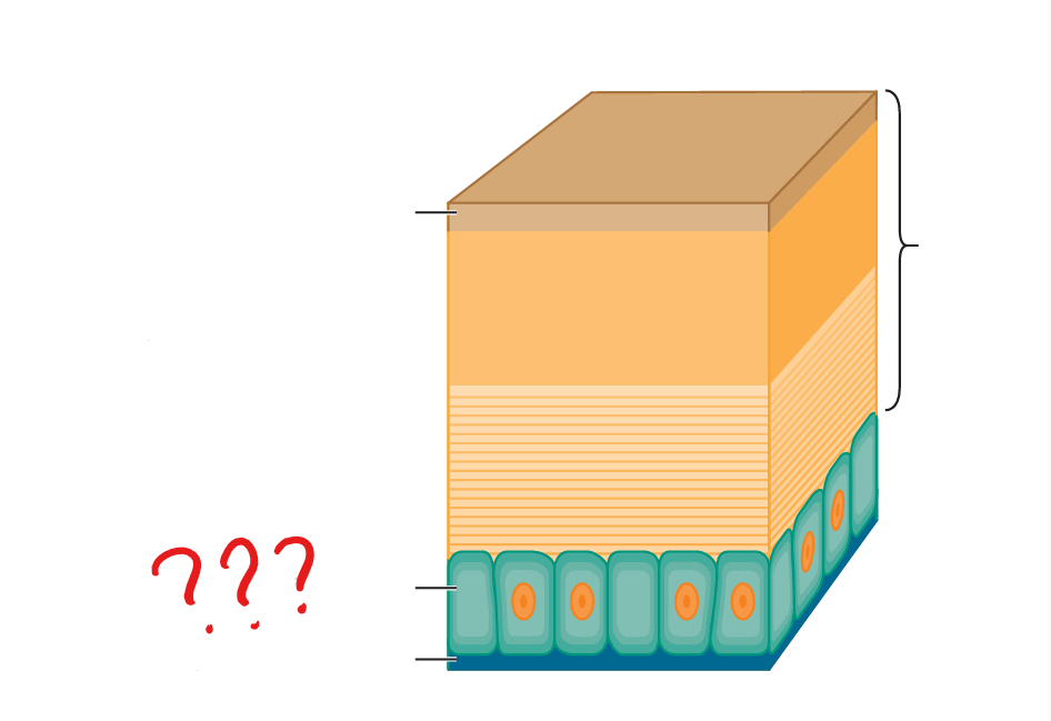 <p>the epidermis when it is overlain by a cuticle; secretes the cuticle</p>