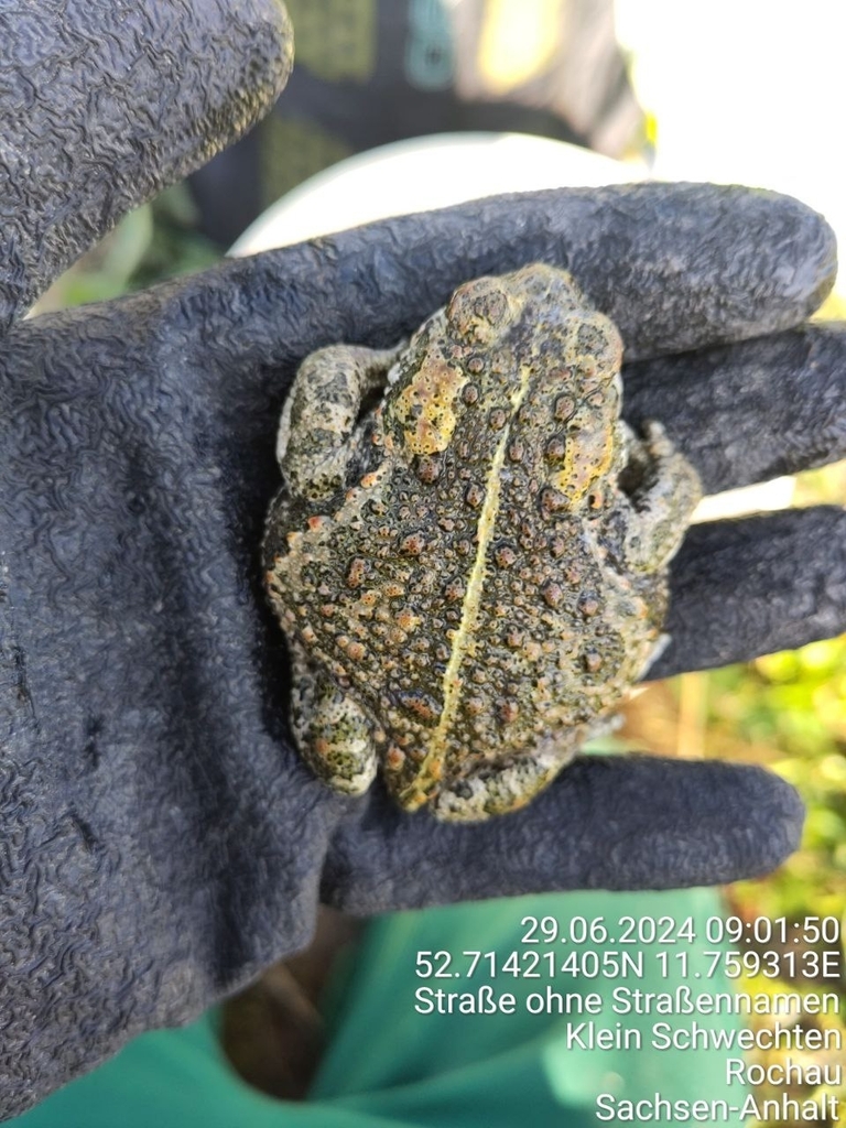 <p>Ropucha paskówka</p>