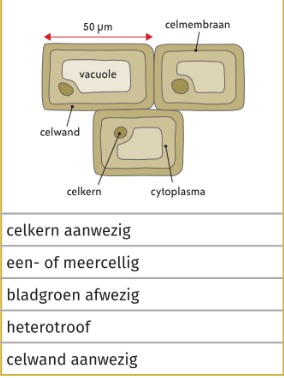 * aanwezigheid celkern
* een- en meercellig
* pigment afwezig


* heterotroof
* celwand aanwezig (celwand van chitine)