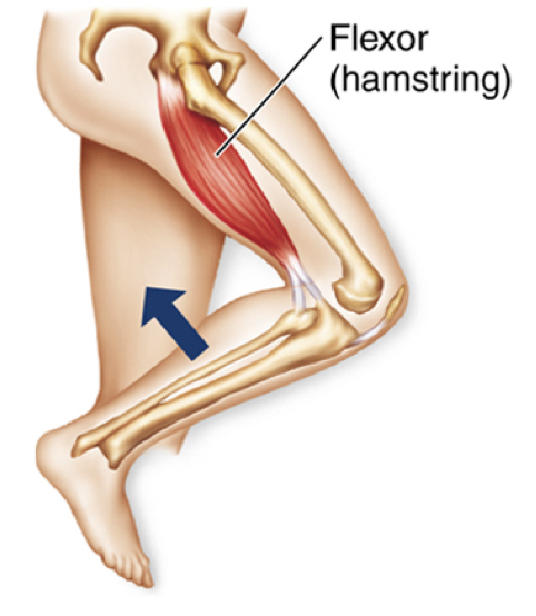 <p>muscles DECREASE the angle btwn two bones at a joint</p>