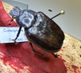 <p>What is the order of this? Defining characters</p>