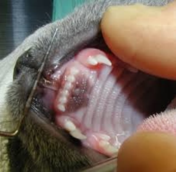 <p>The anterior portion of the roof of the oral cavity</p>