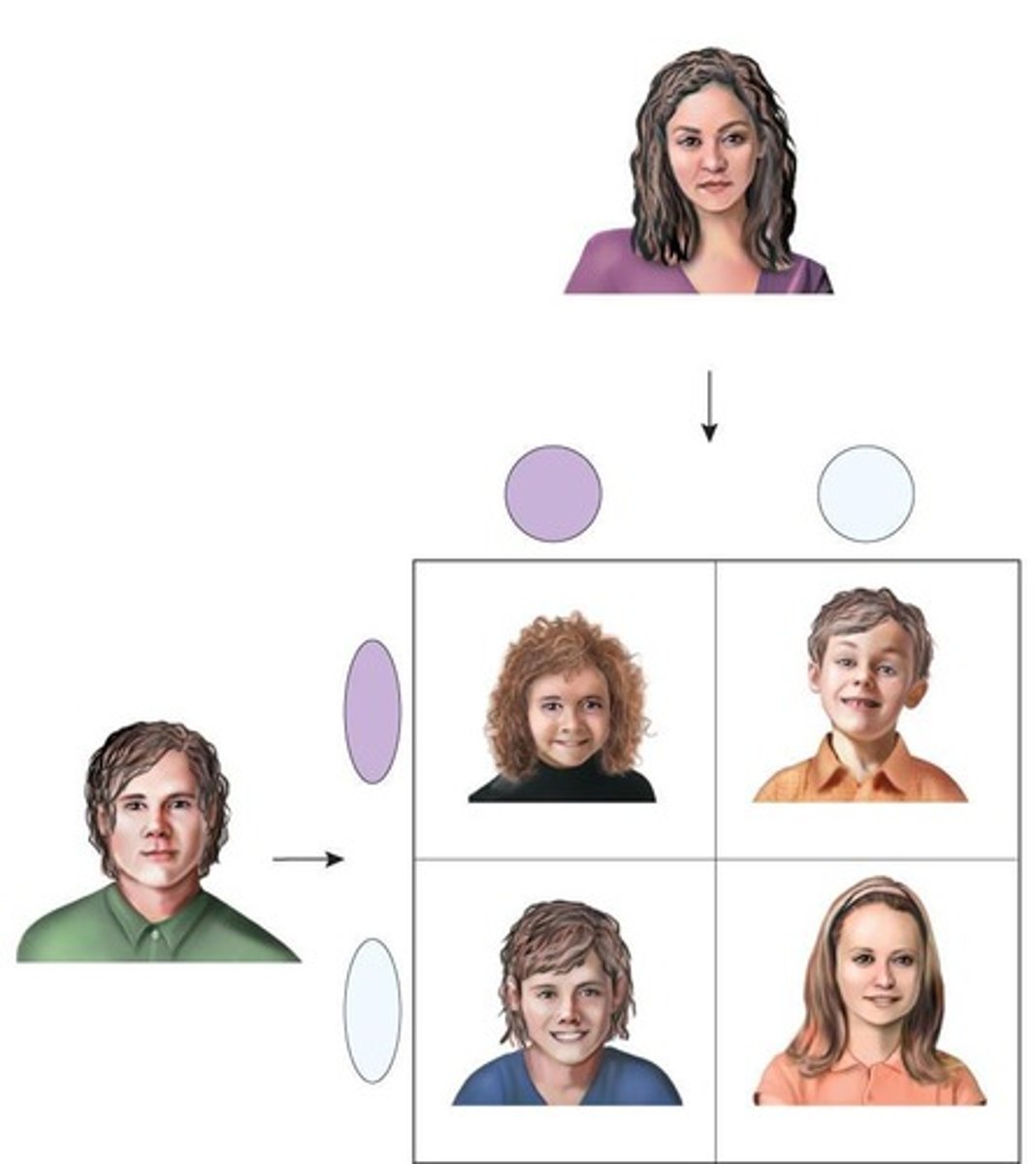 <p>The Punnett square method.</p>