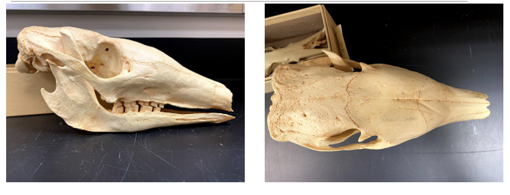 <p>Orycteropodidae <em>Orycteropus afer</em></p>