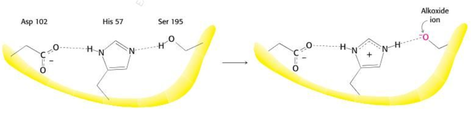 <p>Covalent catalysis→ impermanent covalent bond between enzyme and substrate</p><ul><li><p>Histidine 57 is a proton acceptor (nucleophile)</p></li><li><p>Pulls H+ from O-H bond of Serine 195</p></li><li><p>Carboxyl group of Aspartate hydrogen bonds with histidine to orient it to be a proton acceptor</p></li><li><p>Two phase process</p></li></ul><p></p>