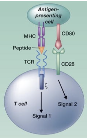 <p><span>Normally, T cells recognize a peptide antigen on an antigen presenting cell → signaling pathway that “activates” the T cell allowing it to proliferate and become a cytolytic T lymphocyte (CTL) that can recognize and kill cells with that antigen.</span></p><p>CAR T = cells are removed from a cancer patient and modified so they express receptor specific to the patient's cancer, then are reintroduced to patient.</p>