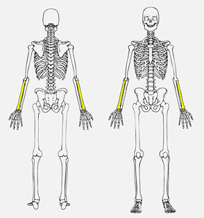 <p>Smaller bone of the forearm located on the lateral side</p>