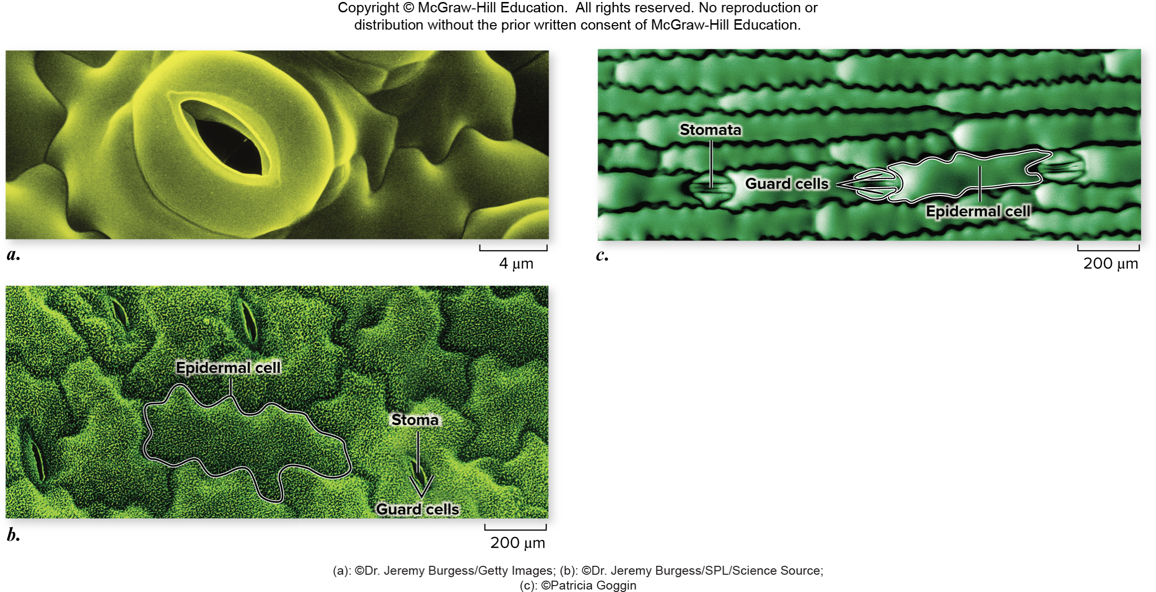 <ul><li><p>Covering of plant body for protection</p></li></ul><p class="p2"></p><ul><li><p>Parenchyma cells</p></li></ul><p class="p2"></p><ul><li><p>Prevent desiccation</p><p></p></li></ul><p></p>
