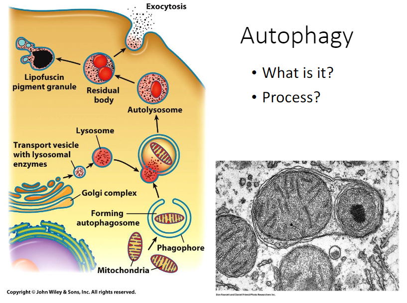 <ol><li><p>In mammalian cells, <u>autophagosomes are thought to form de novo from contact sites between the ER and mitochondrial outer membrane.</u></p></li><li><p><u>Once formed, the outer membrane of the autophagosome fuses with a lysosome to make a structure called autolysosome.</u></p></li><li><p><u>After the digestive process of the autolysosome, the organelle is called a residual body.</u></p></li><li><p><u>Depending on the cell type, the residual body contents may be eliminated from the cell through exocytosis. Otherwise, they could be retained within the cytoplasm indefinitely as a lipofuscin granule.</u></p></li></ol>