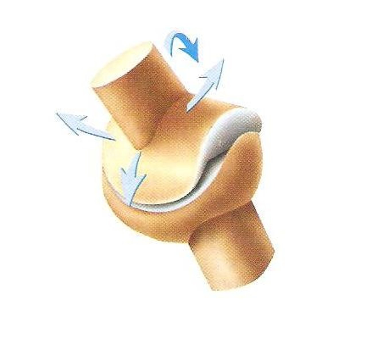 <p>Two concave surfaces fit against a convex surface</p><p>Thumbs</p>