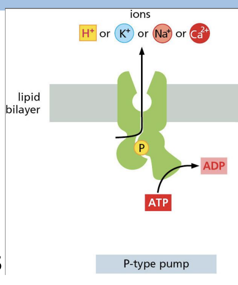 <p>phosphorylate themselves during pumping cycle, transport ions </p>
