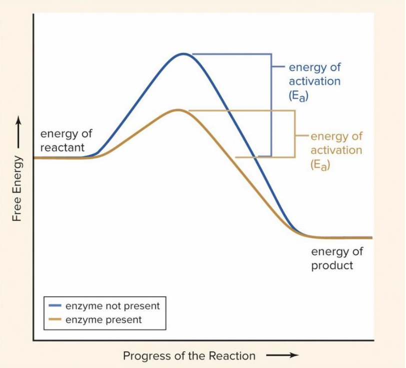 <p>Metabolic catalyst that speed up chemical reactions or allow them to occur at all</p><p>Activation Energy: The amount of energy required to make a chemical reaction occur</p><p>Enzymes lower activation energy</p>