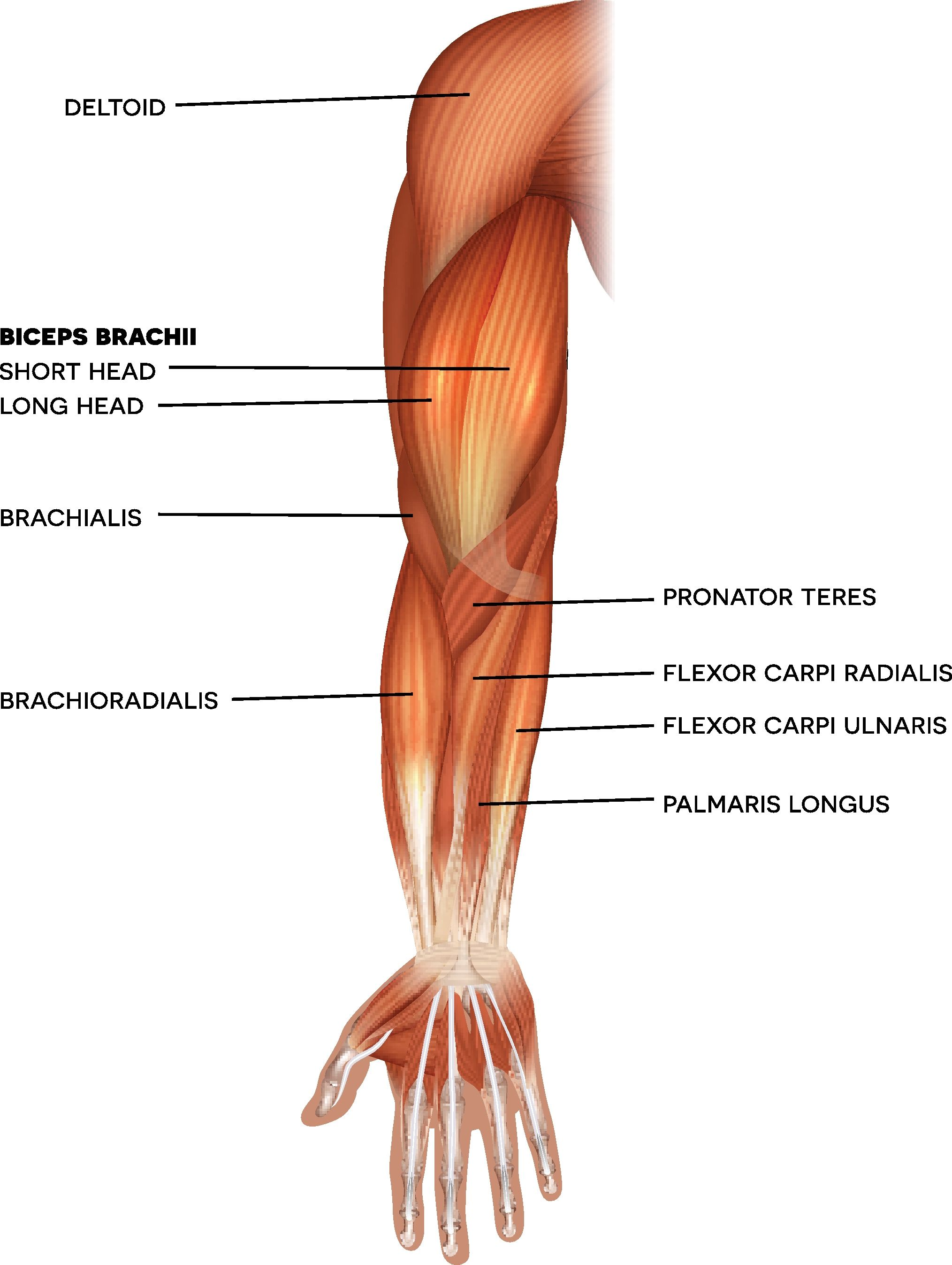 <p>O: lateral supracondyla ridge of humerus</p><p>I: styloid process of radius</p><p>A: flex forearm</p>