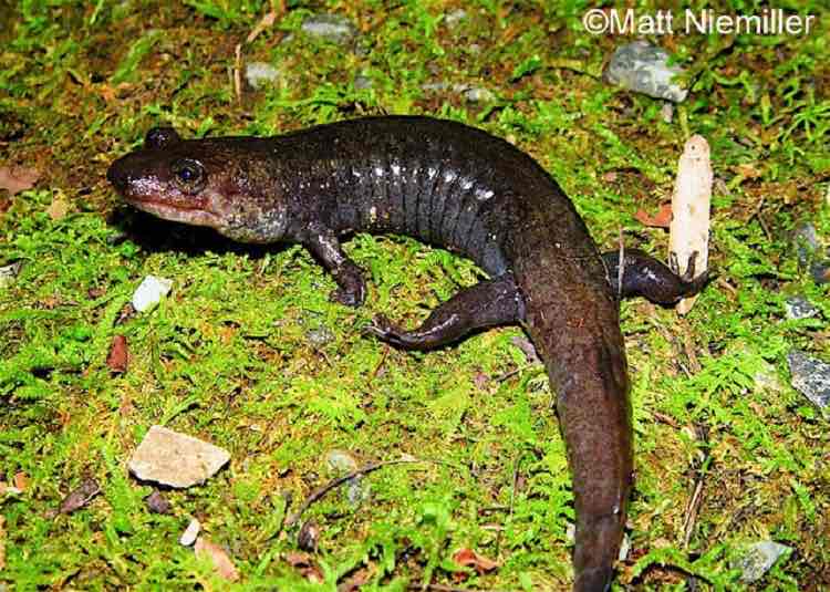 <p>A large, robust salamander (3.5 to 8.0 inches in length) having mottled dark brown to black dorsum with lighter rusty brown blotches. Two rows of small, whitish dots occur along the length of each side of the body. A light line occurs from the eye to the corner of the jaw. Bellies are jet black in adults. Tails are triangular in cross-section and are strongly keeled.</p>