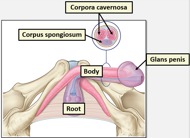 <p>Corpus spongiosum.</p><p>The sponginess of the tissue avoids occlusion of the urethra during an erection </p>