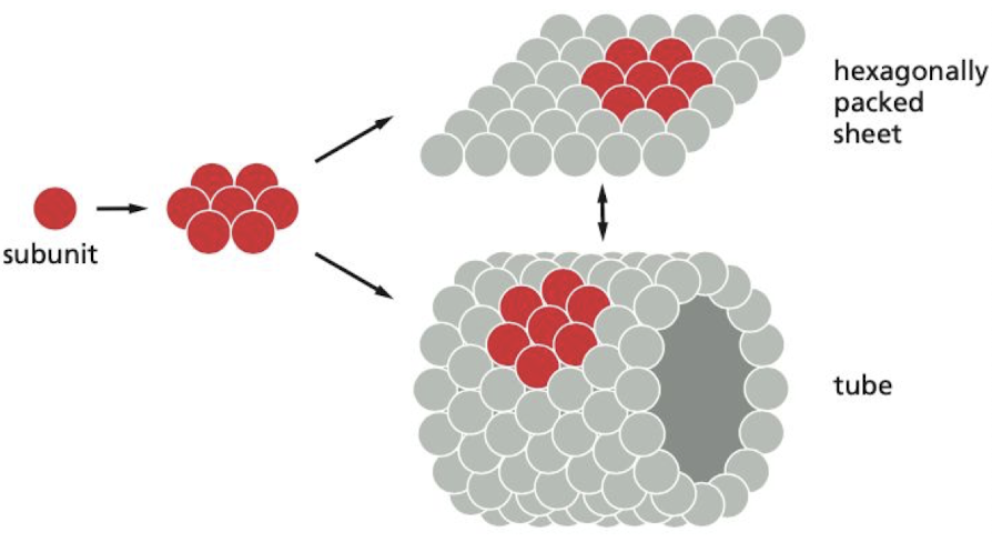 1\. Large structure built from repeating subunits requires minimal genetic information. 

2\. Both assembly and disassembly can be readily controlled reversible processes 

3\. Errors in the synthesis of the structure can be more easily avoided

* ex) tomato bushy stunt virus (TBSV)