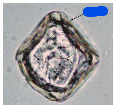 <p>spp</p><p>stage</p><p>part with an arrow</p>