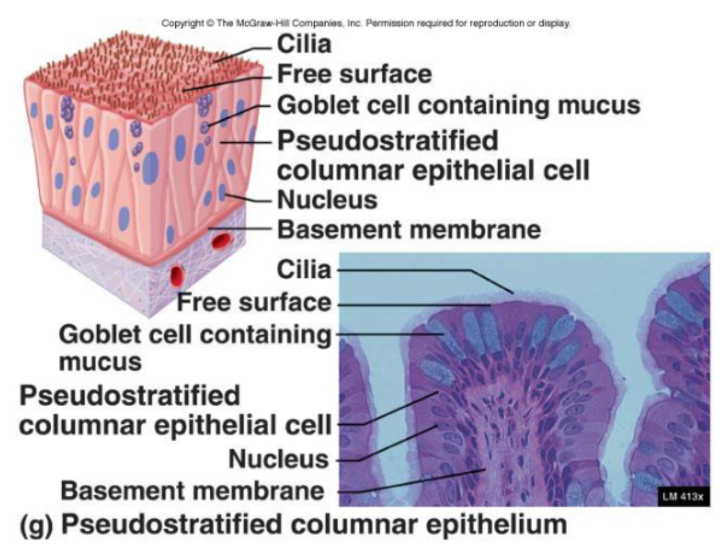 <ul><li><p><span>Single layer of cells that vary in height</span></p></li><li><p><span>Only tallest reach apical surface</span></p><ul><li><p><span>Always ciliated</span></p><ul><li><p><span>Cilia propel trapped matter out</span></p></li></ul></li><li><p><span>Goblet cells secrete mucus</span></p><ul><li><p><span>Mucus traps particulate matter</span></p></li></ul></li><li><p><span>Nuclei are located at different heights</span></p></li></ul></li></ul><p><span><strong>Function:</strong></span></p><ul><li><p><span>Absorption and secretion</span></p></li></ul><p><span><strong>Location:</strong></span></p><ul><li><p><span>Respiratory system (nasal cavities)</span></p></li><li><p><span>Reproduction</span></p><p></p></li></ul><p></p>