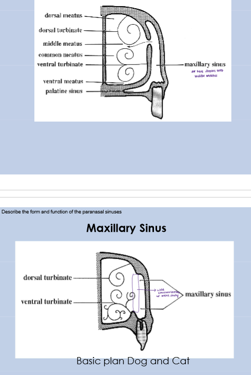 <p>Horse: </p><ul><li><p>small communication with nasal cavity, </p></li><li><p>Maxillary sinus separated ventrally by bony septum into rostral maxillary sinus and caudal maxillary sinus</p></li></ul><p>Dog and cat: wide communication w/ nasal cavity</p>