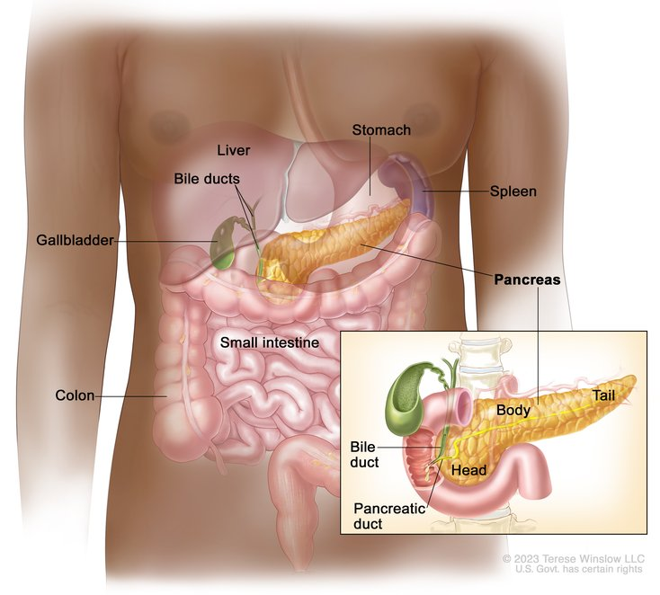 <ul><li><p>Behind the stomach.</p></li><li><p>It has exocrine and endocrine functions, however we will focus on the endocrine functions</p></li></ul><p></p>
