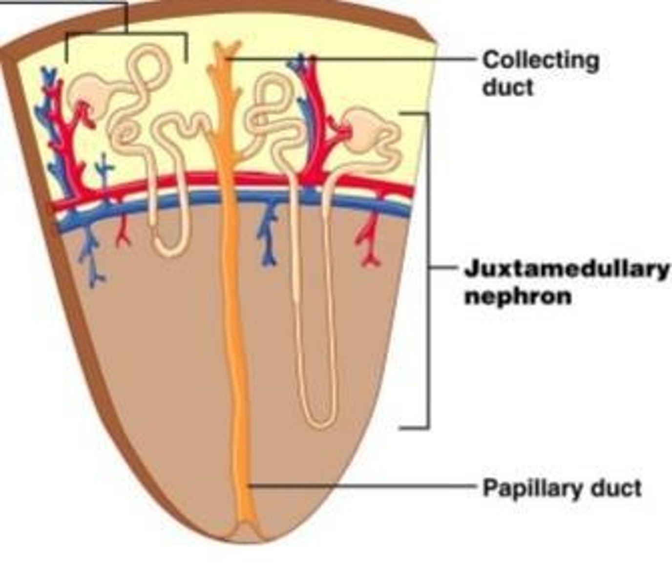 <p>Renal corpuscle lies next to corticomedullary junction; have long loops that extend deep into the medulla.</p>