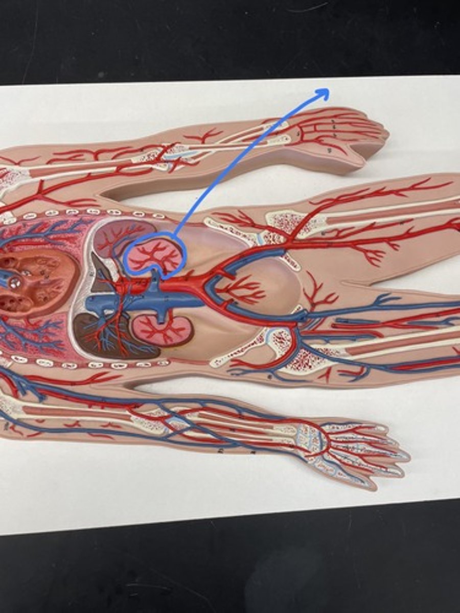 <p>blood vessel that carries blood to the kidney</p>