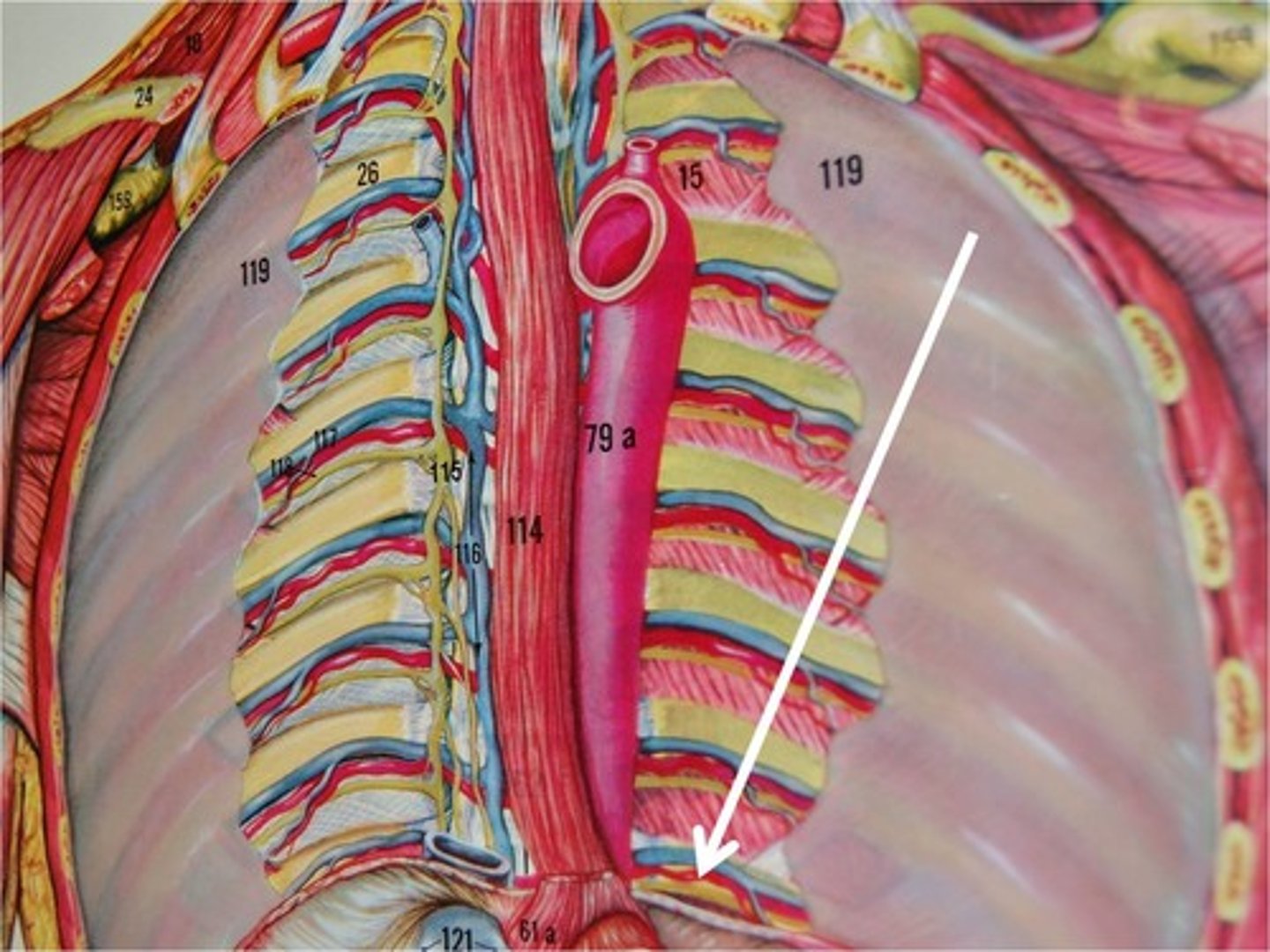 <p>branch of the thoracic aorta; supplies blood to the superior surface of the diaphragm</p>