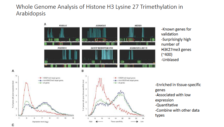 <p>Takeaways fr9om H3K27me3 in Arabidopsis</p>