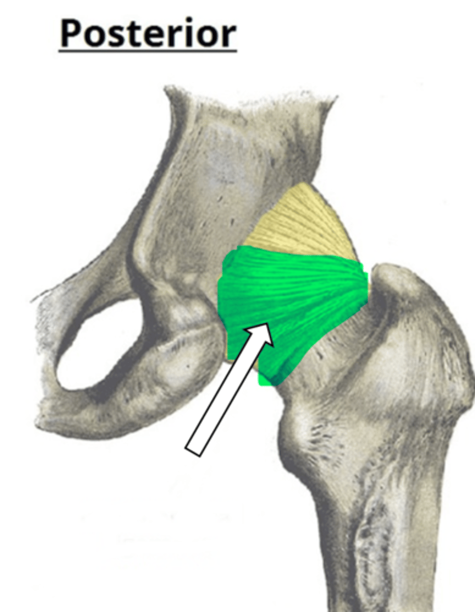 <p>name the articulation/joint</p>