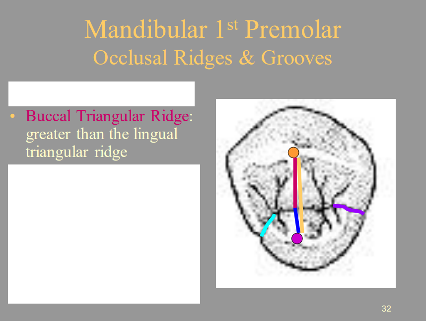 <p>C) Greater Than The Lingual Triangular Ridge</p>