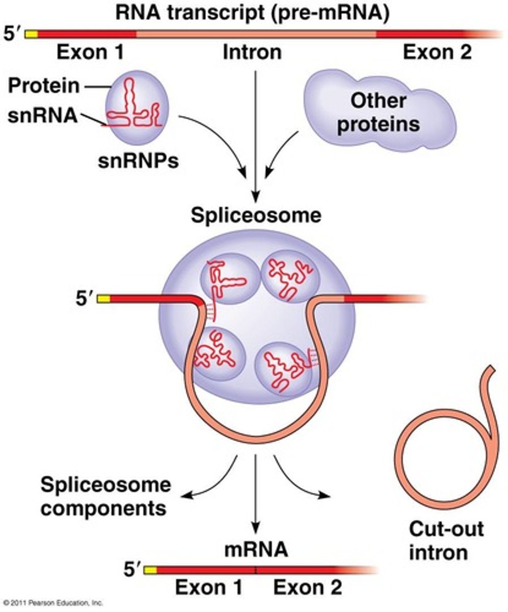 <p>Complex that catalyzes RNA splicing.</p>