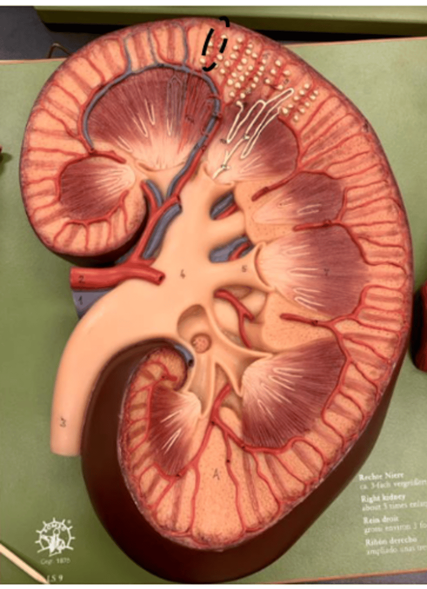 <p>at renal cortex (red)</p><p>also main artery between Bowmans capsule</p><p></p>