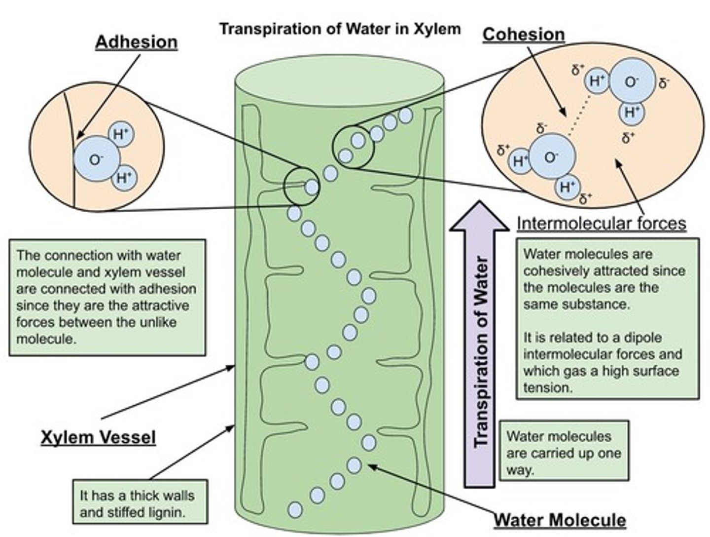<p>The attraction of water molecules to each other, which increases surface tension.</p>
