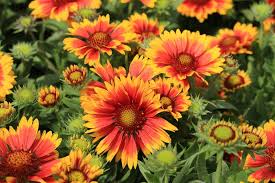 <p><span>Gaillardia aristata cv. / Common Blanketflower</span></p>