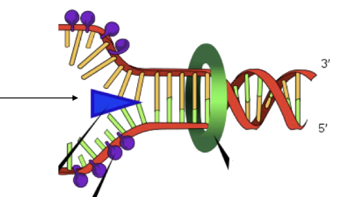 <p>What does the blue triangle represent?</p>