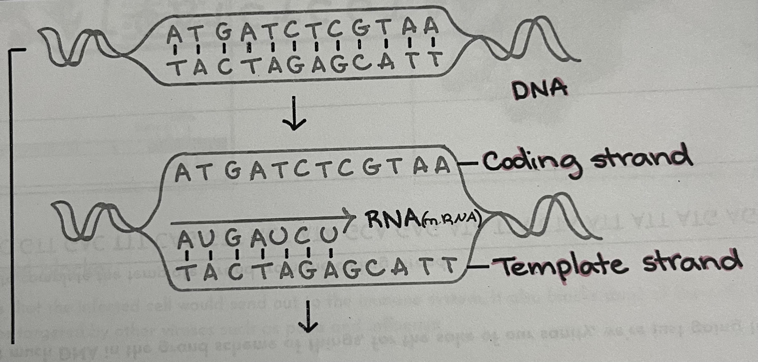 <p>DNA —&gt; Non-template strand —&gt; Template strand</p><p>DNA matches with the Non-template strand. The Non-template strand pairs with the Template strand(ex: A from the non-template strand pairs with a T that goes to the template strand). The Template strand base pairs to create mRNA(ex: A from the template strand pairs with a U to create mRNA)</p>