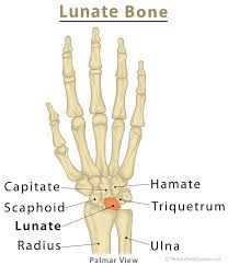 <p>Carpal bone between the middle and ring fingers closest to the radius/ulna</p>