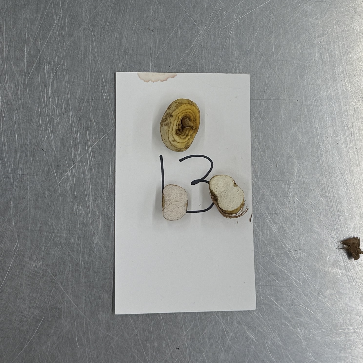 <p>Identify the modified stem structures</p>