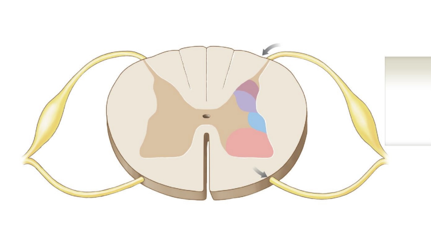 <p>direction of signal through spinal cord </p>