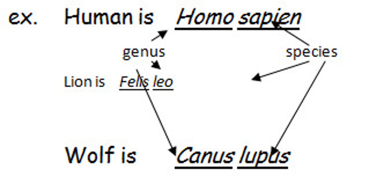 <p>Classification system in which each species is assigned a 2 part scientific name</p>