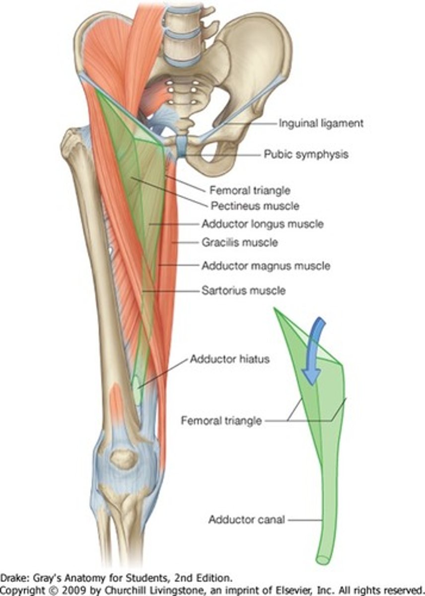 <p>extends from apex of femoral triangle to adductor hiatus</p>