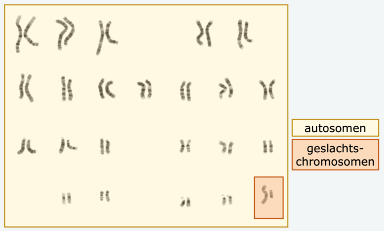 <p>Chromosomen die lichaamskenmerken bepalen.</p>