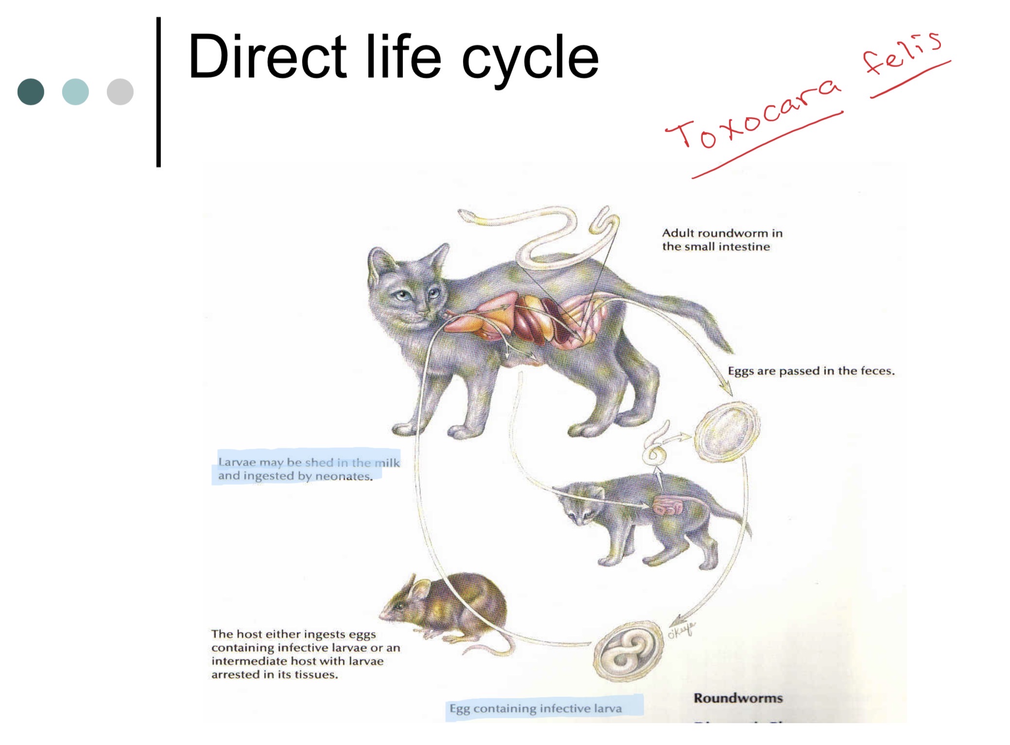 knowt flashcard image