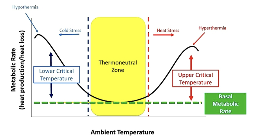 <p>shows where animals become stressed due to heat loss/gain</p><ul><li><p>where heat production and heat loss are canceling each other out (they’re equal)</p><ul><li><p>ex.- homeostasis </p></li></ul></li><li><p><strong>UCT (right side):</strong> heat stress, <strong>HYPERthermia</strong>, metabolic rate increases to dissipate excess heat </p></li><li><p><strong>LCT (left side):</strong> cold stress, <strong>HYPOthermia</strong>, metabolic rate increases to generate more hear</p></li></ul><p><strong><u>TABLE</u></strong></p><ul><li><p><strong>Beef Cattle &amp; Dairy Cow=</strong> UCT(77,25) &amp; LCT(32,0 , 60,15 , -22,-30)</p></li><li><p><strong>Sheep &amp; Lamb=</strong> UCT(88,31) &amp; LCT(72,22) </p></li><li><p><strong>Horse=</strong> UCT(86,30 , 68,20) &amp; LCT (41,5 , 5,-15) </p></li><li><p><strong>Dog=</strong> UCT(86,30) &amp; LCT(59,15)</p></li></ul><p><strong><em>***Animals are more comfortable at colder temperatures***</em></strong></p><p></p>